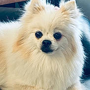 Daisy joined the competition — help win amazing prizes! adorable, alert, animal, black_nose, close_up, companion, cream_color, cute, dog, domestic, ears, face, fluffy, fur, indoor, lying_down, pet, pomeranian, small_dog, whiskers
