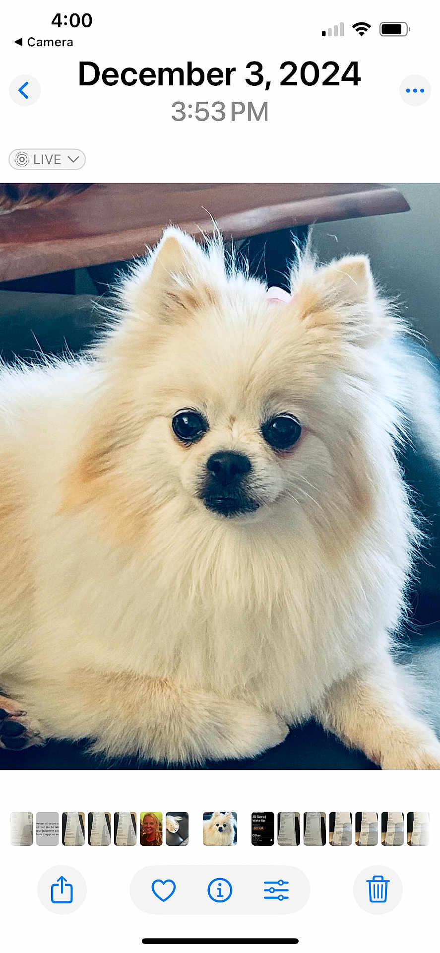 Daisy