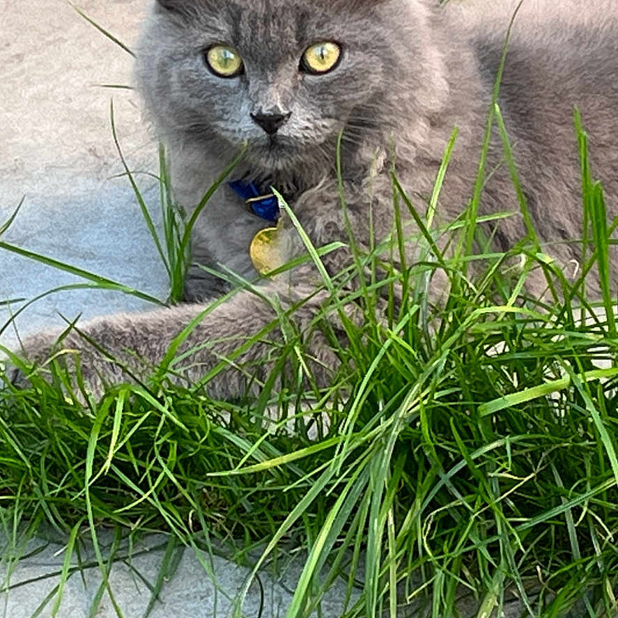 Zynou participe au concours pour gagner de l'argent avec cette photo : animal, cat, closeup, collar, concrete, curious, cute, domestic_animal, ears, feline, fluffy, grass, gray_cat, nature, outdoor, pet, portrait, resting, whiskers, yellow_eyes