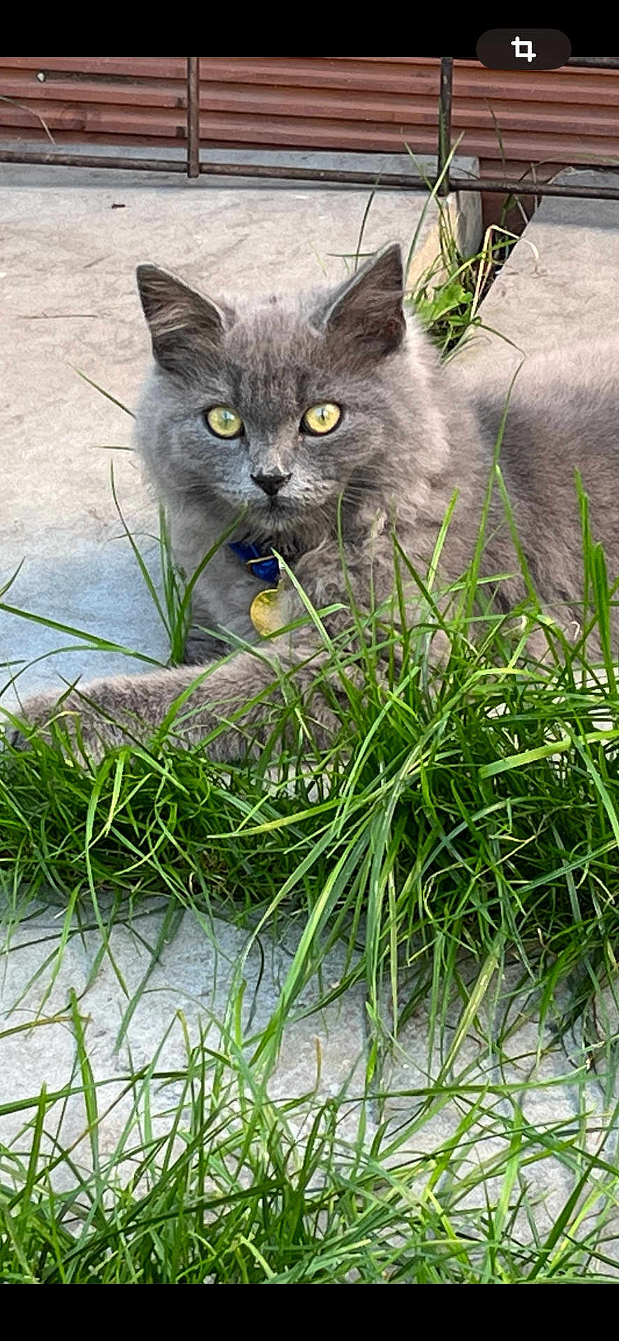 Zynou participe au concours pour gagner de l'argent avec cette photo : cat, gray_cat, yellow_eyes, grass, outdoor, collar, pet, animal, feline, fluffy, concrete, curious, closeup, nature, domestic_animal, resting, portrait, cute, whiskers, ears