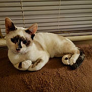 Diamond joined the competition — help win amazing prizes! cat, animal, pet, lying_down, brown, white, fur, indoor, window_blinds, relaxed, cute, whiskers, ears, tail, paws, closeup, feline, cozy, resting, domestic