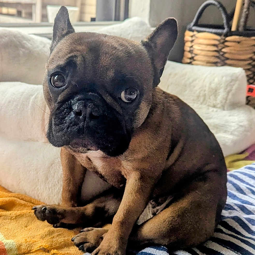 Avi Nugs is registered to the contest to win money with this photo: animal, basket, blanket, boxer, bulldog, canine, dog, frenchbulldog, hardwood, pet, pitbull, pug, puppy, snout, stainedwood, wood