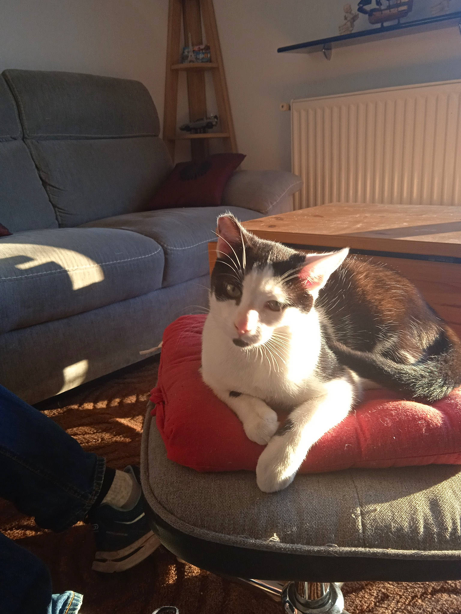 Réglisse participe au concours pour gagner de l'argent avec cette photo : carnivore, cat, cat_supply, comfort, couch, domestic_short_haired_cat, felidae, fur, hardwood, human_leg, lamp, lap, living_room, picture_frame, sitting, small_to_medium_sized_cats, tail, whiskers, window_blind, wood