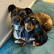 Daisy And Dougie is registered to the contest to win money with this photo: dog, dachshund, mixed_breed, two_dogs, pet, indoor, cuddling, looking_at_camera, eyes, nose, fur, collar, rug, floor, wall, portrait, companionship, cute, cozy, small_dog