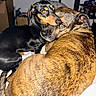 Daisy And Dougie is registered to the contest to win money with this photo: animal, bed, black_dog, brindle_dog, closeup, companionship, cozy, cuddle, cute, dog, domestic, eyes, flash, friendship, fur, household, indoor, pets, reflection, resting