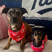 Daisy And Dougie is registered to the contest to win money with this photo: animal, bandana, blanket, brindle_dog, companion, couch, cute, dachshund, dog, domestic_animal, heart_pattern, indoor, looking_at_camera, medium_dog, pet, pillow, red_bandana, sitting, small_dog, two_dogs