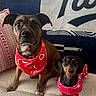 Daisy And Dougie is registered to the contest to win money with this photo: animal, bandana, blanket, brindle_dog, companion, couch, cute, dachshund, dog, ears, face, fur, indoor, looking, medium_dog, pet, pillow, red_bandana, sitting, small_dog