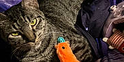 Trubbles is registered to the contest to win money with this photo: cat, tabby_cat, indoor, bed, blanket, plush_toy, orange_toy, gaming_controller, purple_blanket, striped_fur, green_eyes, pet, feline, resting, clutter, soft_toy, comfort, closeup, animal, domestic_cat