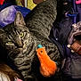 cat, tabby_cat, indoor, bed, blanket, plush_toy, orange_toy, gaming_controller, purple_blanket, striped_fur, green_eyes, pet, feline, resting, clutter, soft_toy, comfort, closeup, animal, domestic_cat