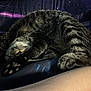 cat, feline, sleeping, curled_up, paw_pads, striped_fur, dark_background, blanket, cozy, resting, indoor, pet, soft_light, close_up, relaxed, animal, whiskers, fur_texture, tabby, claws