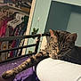 cat, tabby, paw, stretching, leg, person, bed, blanket, purple, indoor, closet, clothes, hanger, furniture, relaxed, pet, animal, home, cozy, casual