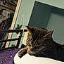 cat, tabby_cat, sleeping, paw, bed, blanket, indoor, furniture, closet, clothes, resting, pet, animal, whiskers, ears, fur, relaxed, domestic, soft_surface, home