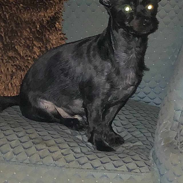 Snowball is registered to the contest to win money with this photo: animal, black_dog, chair, companion, cozy, cushion, cute, dog, domestic_animal, ears, flash, fur, glowing_eyes, home, indoor, patterned_fabric, pet, seated, sitting, small_dog