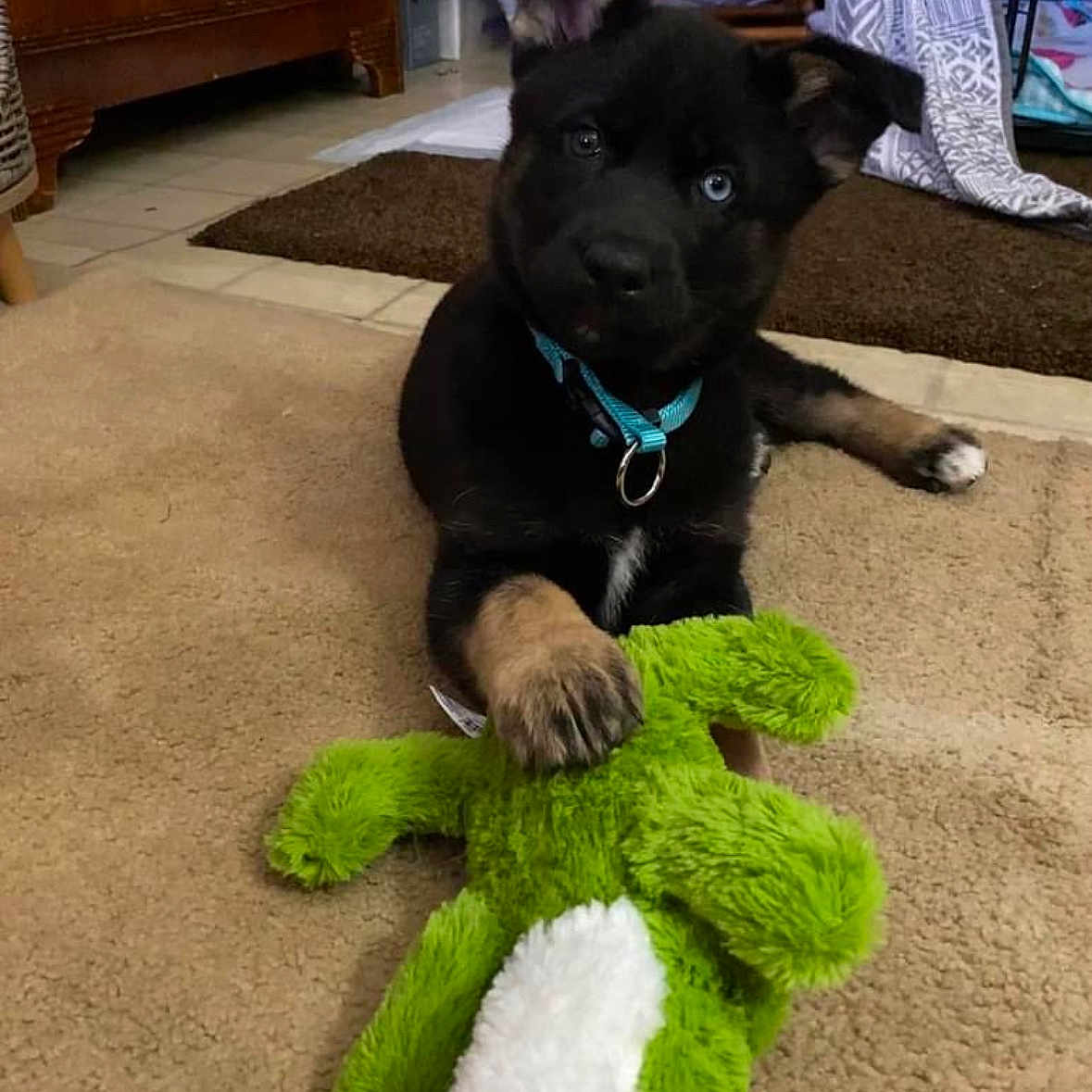 Drea is registered to the contest to win money with this photo: animal, ball, bulldog, canine, dog, football, furniture, indoors, interiordesign, labradorretriever, pet, plush, puppy, soccer, soccerball, sport, tennis, tennisball, toy, wood