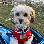 Peluche joined the competition — help win amazing prizes! dog, small_dog, fluffy, white_fur, red_jersey, pet, outdoor, grass, stroller, harness, collar, dog_tags, portrait, close_up, sitting, looking_at_camera, cute, companion_animal, park, blue