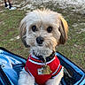 dog, small_dog, fluffy, white_fur, red_jersey, pet, outdoor, grass, stroller, harness, collar, dog_tags, portrait, close_up, sitting, looking_at_camera, cute, companion_animal, park, blue