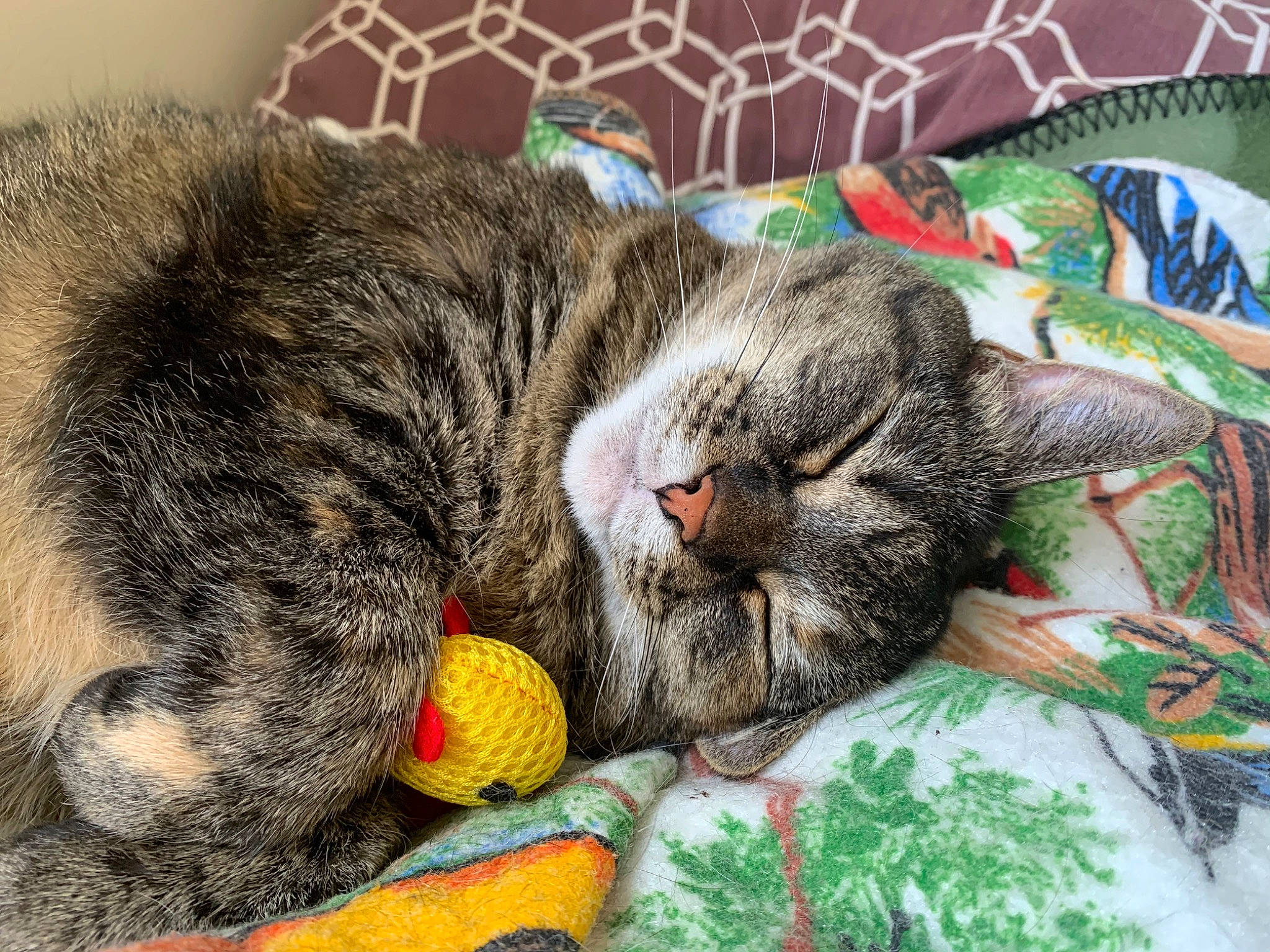 Kitty joined the competition — help win amazing prizes! basket, carnivore, cat, cat_supply, claw, comfort, domestic_short_haired_cat, felidae, fur, grass, linens, nap, paw, pet_supply, sleep, small_to_medium_sized_cats, tail, thread, whiskers, wool