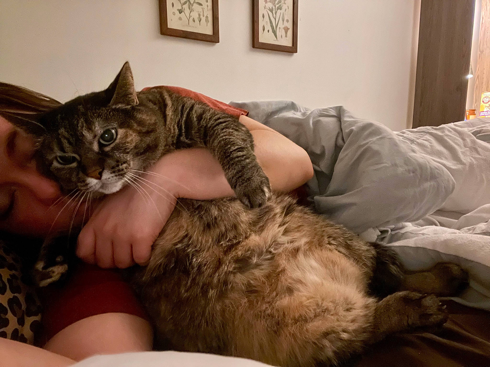 Kitty is registered to the contest to win money with this photo: bed, carnivore, cat, claw, comfort, couch, domestic_short_haired_cat, ear, felidae, fur, gesture, hug, lap, paw, picture_frame, sitting, small_to_medium_sized_cats, whiskers