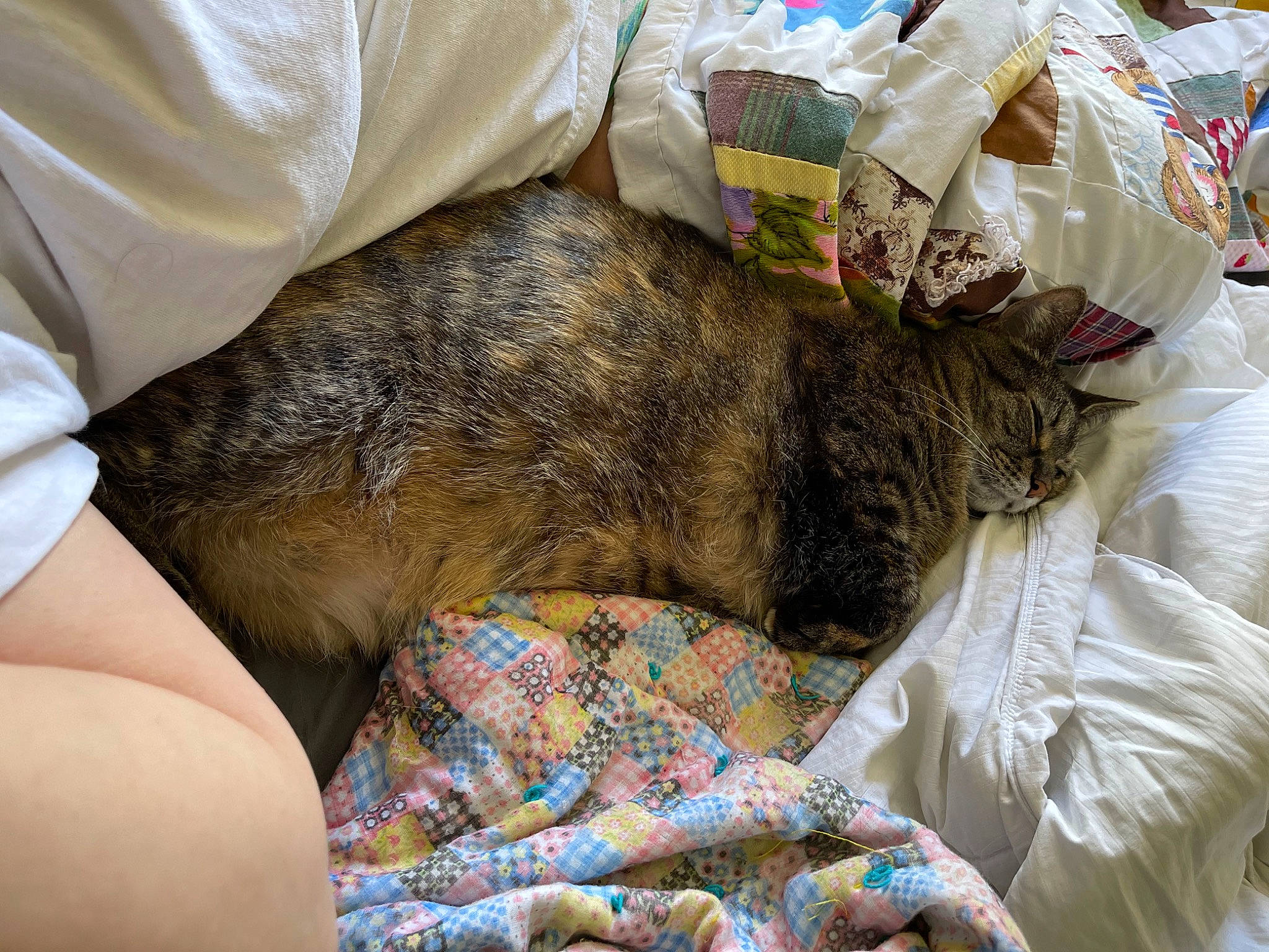 Kitty joined the competition — help win amazing prizes! bedding, blanket, carnivore, cat, comfort, domestic_short_haired_cat, felidae, fur, grass, human_leg, lap, linens, nap, reading, sitting, sleep, small_to_medium_sized_cats, thigh, whiskers