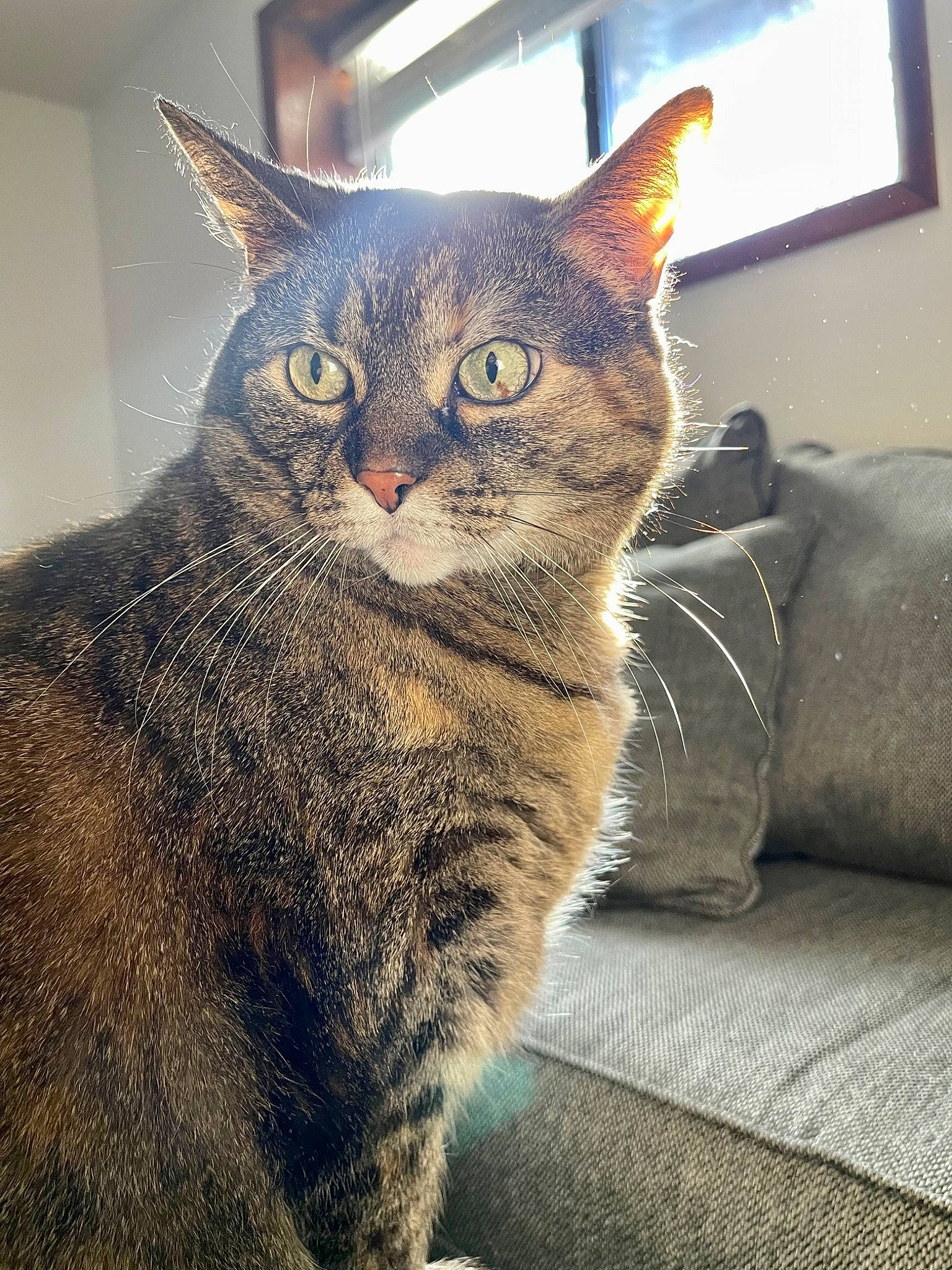 Kitty is registered to the contest to win money with this photo: carnivore, cat, comfort, couch, domestic_short_haired_cat, eye, felidae, fur, grey, head, paw, sitting, small_to_medium_sized_cats, snout, tail, terrestrial_animal, whiskers, window