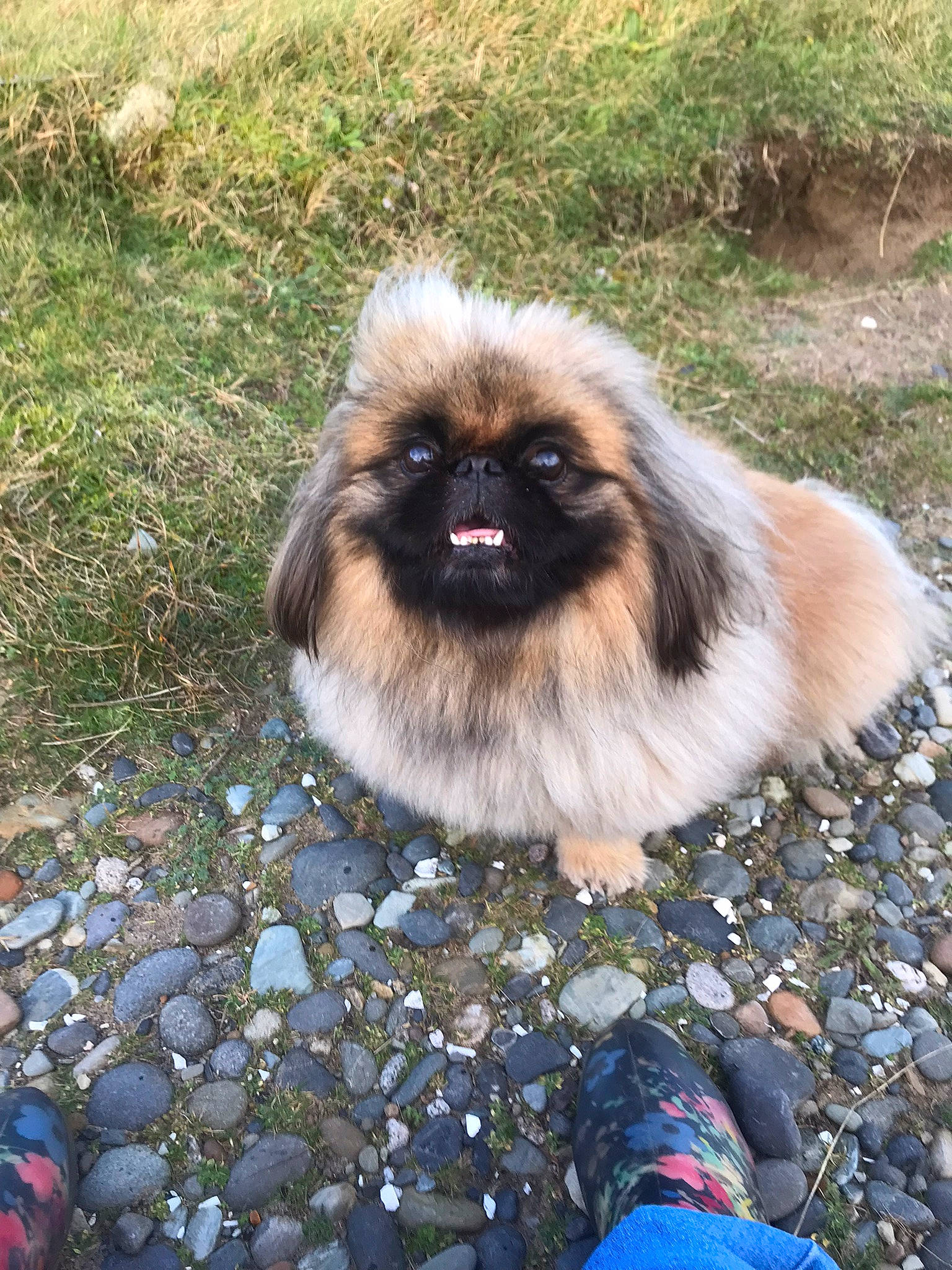 Doc is registered to the contest to win money with this photo: canidae, carnivore, companion_dog, dog, dog_breed, electric_blue, fawn, fur, grass, liver, natural_material, non_sporting_group, pekingese, primate, snout, sporting_group, tail, terrestrial_animal, toy_dog, wildlife