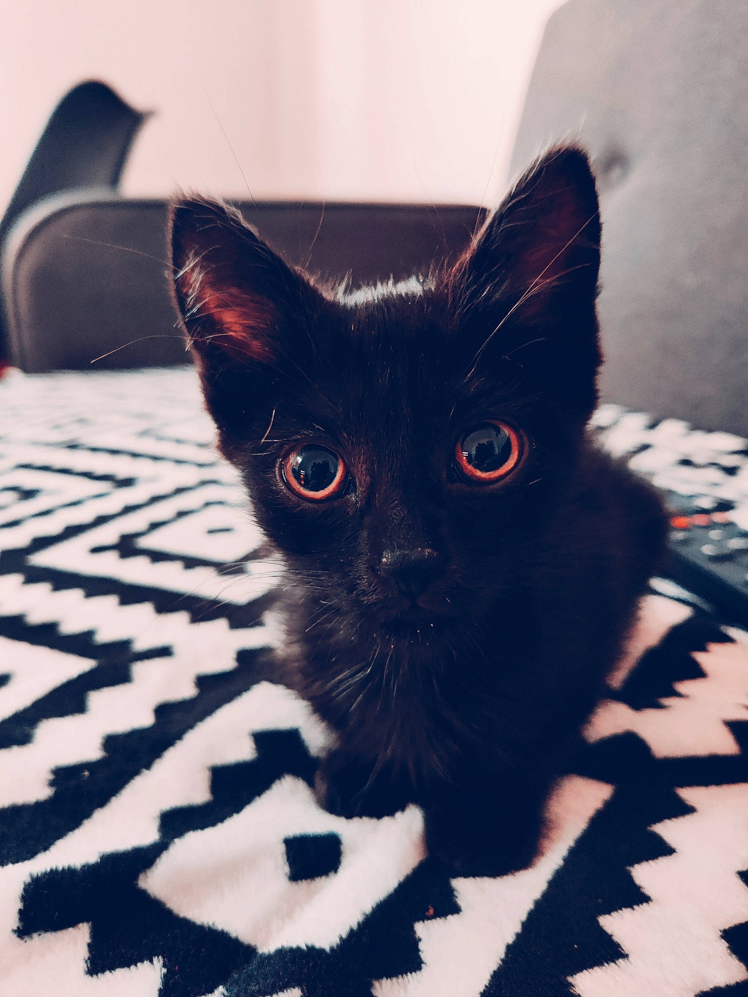 Triskel participe au concours pour gagner de l'argent avec cette photo : black_cat, bombay, carmine, carnivore, cat, comfort, domestic_short_haired_cat, electric_blue, felidae, fur, iris, pattern, paw, small_to_medium_sized_cats, snout, tail, terrestrial_animal, tints_and_shades, whiskers