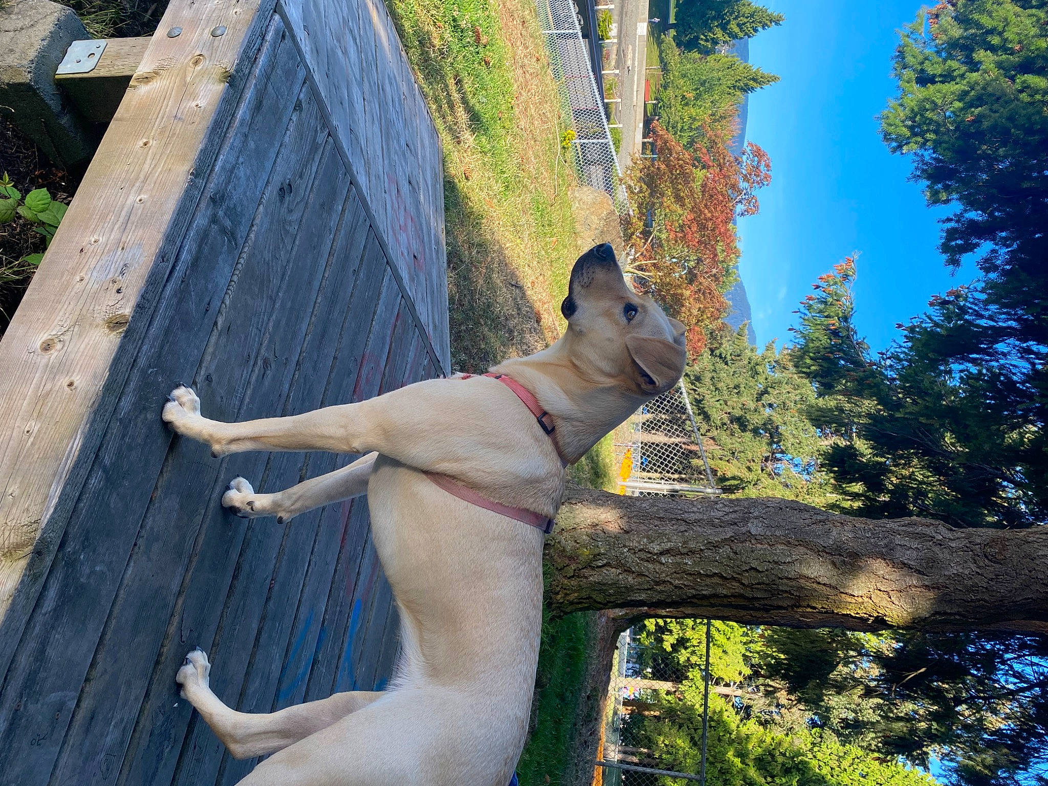 Baily joined the competition — help win amazing prizes! canidae, carnivore, collar, companion_dog, dog, dog_breed, dog_collar, fawn, grass, green, pet_supply, plant, sky, snout, sporting_group, tail, tree, trunk, wood, working_animal