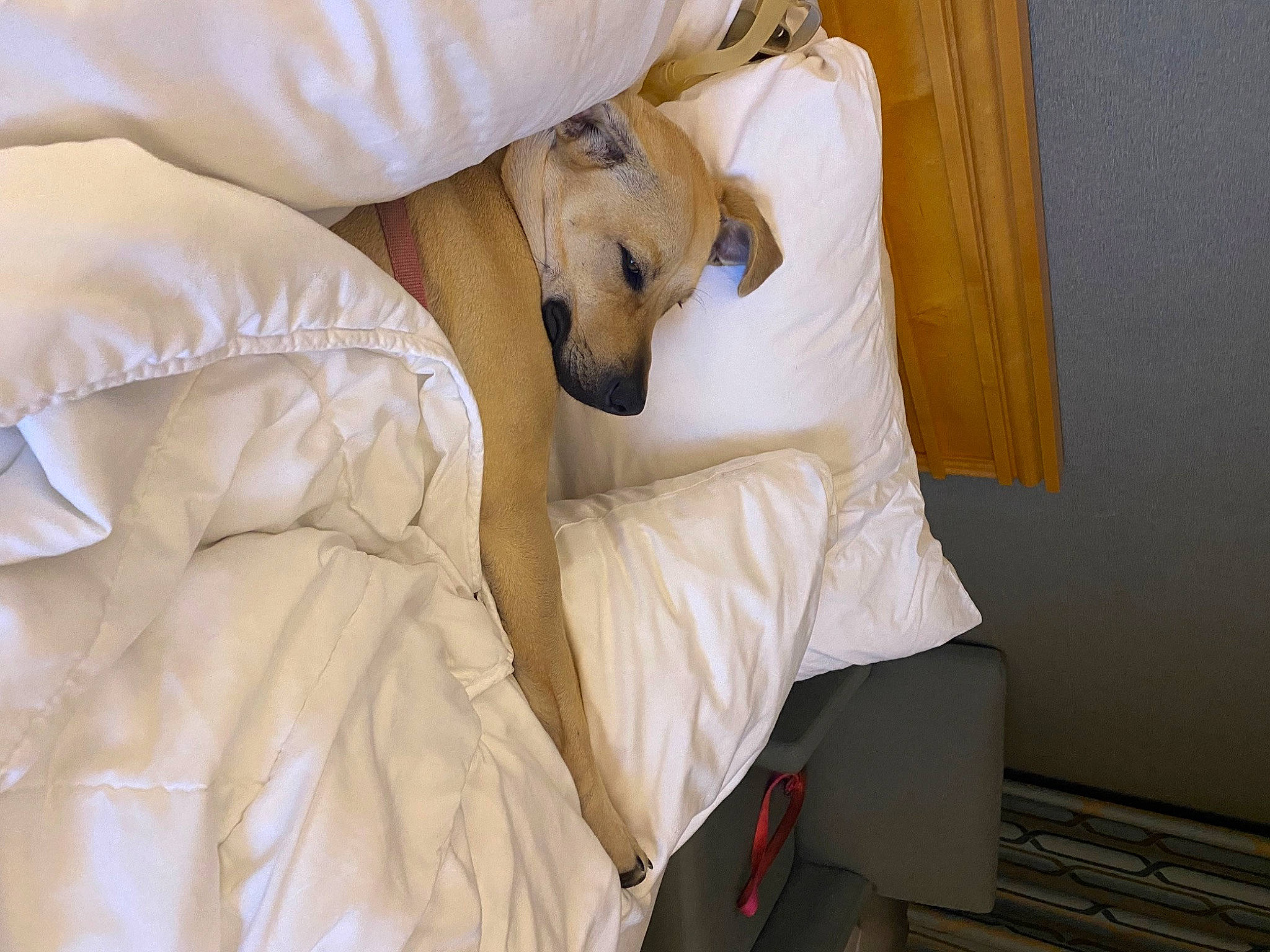 Baily joined the competition — help win amazing prizes! bed, bed_sheet, bedding, bedroom, carnivore, comfort, companion_dog, dog, dog_breed, drawer, duvet, fawn, flooring, hardwood, linens, pillow, room, throw_pillow, wood, working_animal