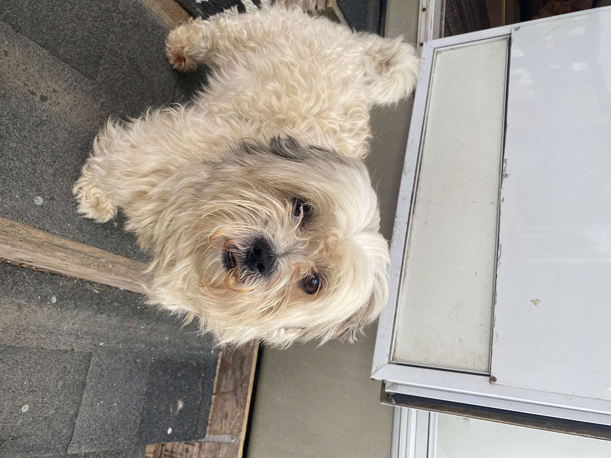 Patches is registered to the contest to win money with this photo: canidae, carnivore, companion_dog, dog, dog_breed, dog_collar, flooring, fur, labradoodle, maltepoo, non_sporting_group, poodle_crossbreed, small_terrier, snout, sporting_group, terrier, toy_dog, wood, working_animal, working_terrier