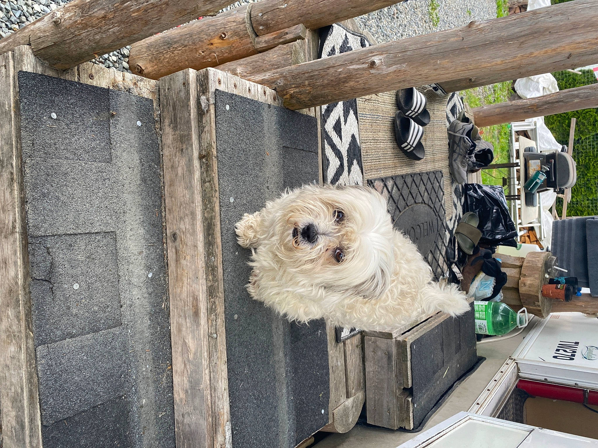 Patches is registered to the contest to win money with this photo: animal_shelter, canidae, carnivore, companion_dog, dog, dog_breed, dog_crate, dog_supply, fence, fur, house, small_terrier, sporting_group, terrier, toy_dog, wire_fencing, wood