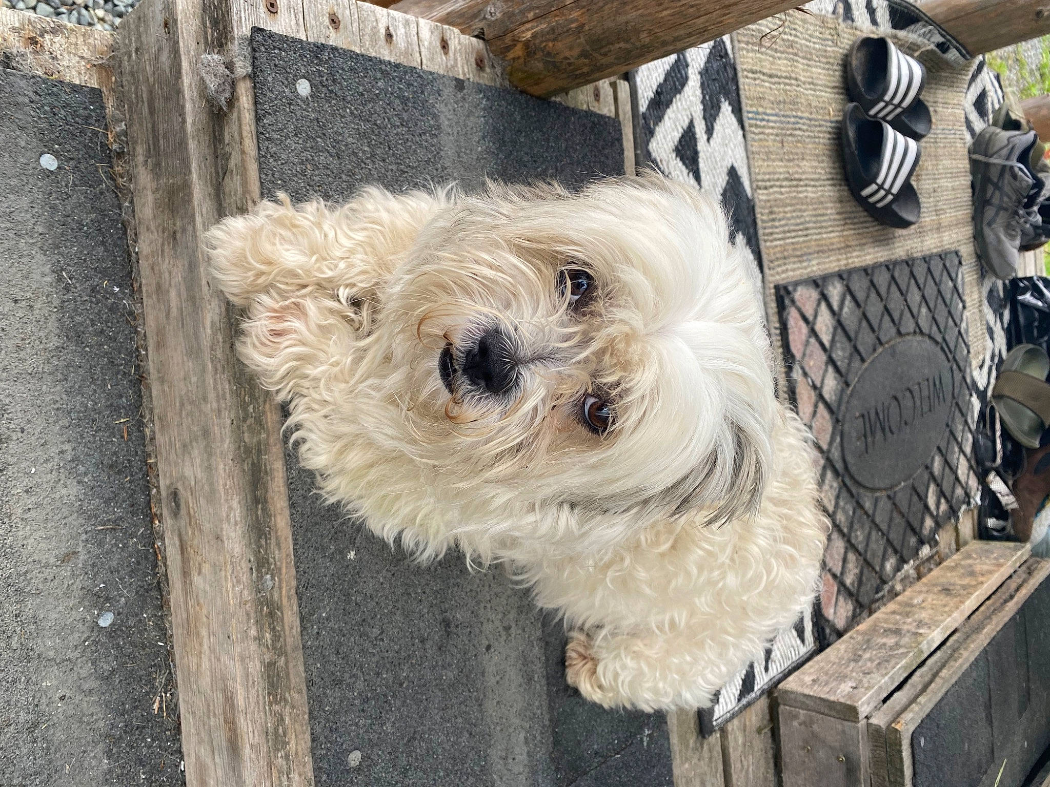 Patches is registered to the contest to win money with this photo: bag, carnivore, cockapoo, companion_dog, dog, dog_breed, dog_clothes, dog_collar, dog_crate, dog_supply, fashion_accessory, fur, labradoodle, luggage_and_bags, small_terrier, snout, terrier, toy_dog, wood, working_animal