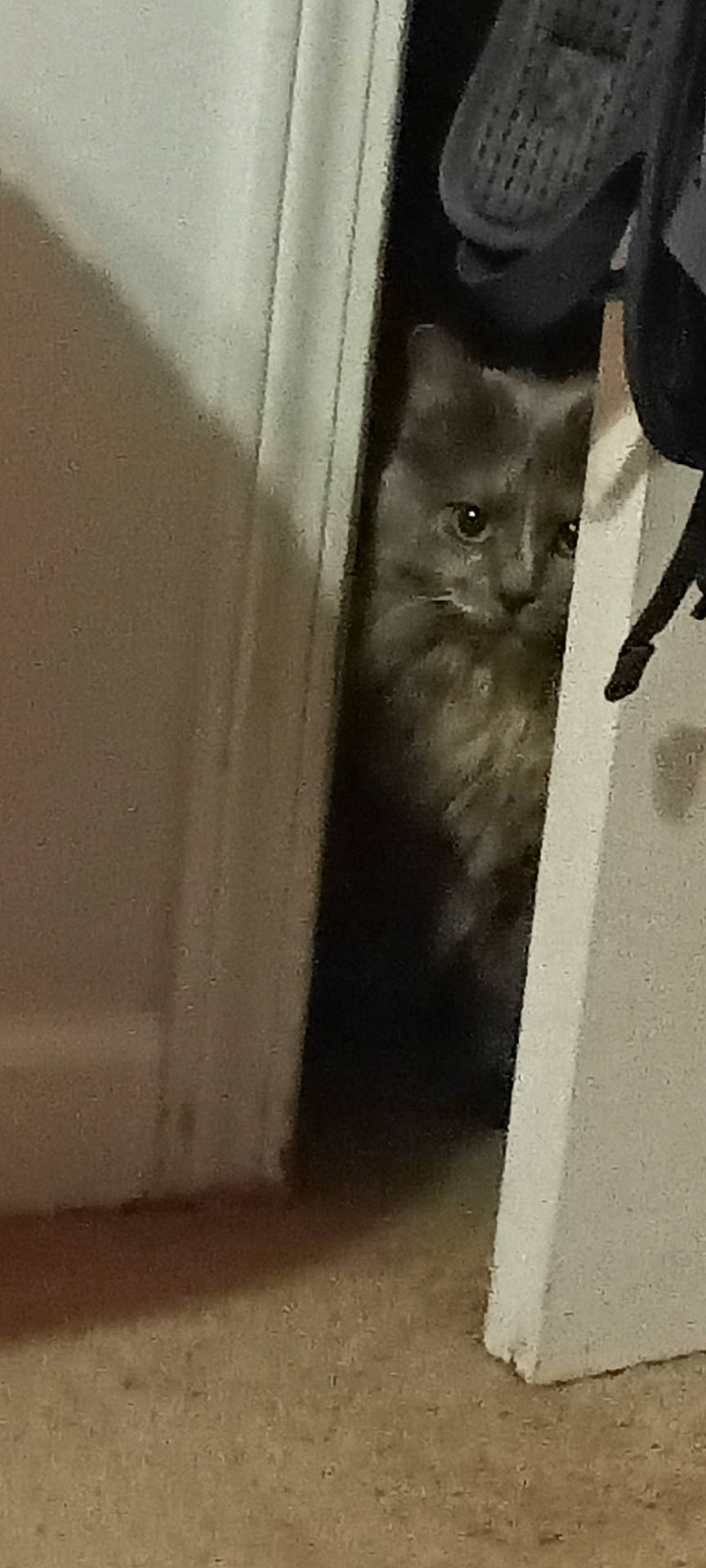 Cinnamon joined the competition — help win amazing prizes! animal, carpet, cat, curious, door, doorframe, feline, floor, fur, hidden, home, indoor, mystery, peeking, pet, quiet, shadow, soft_light, wall, whiskers