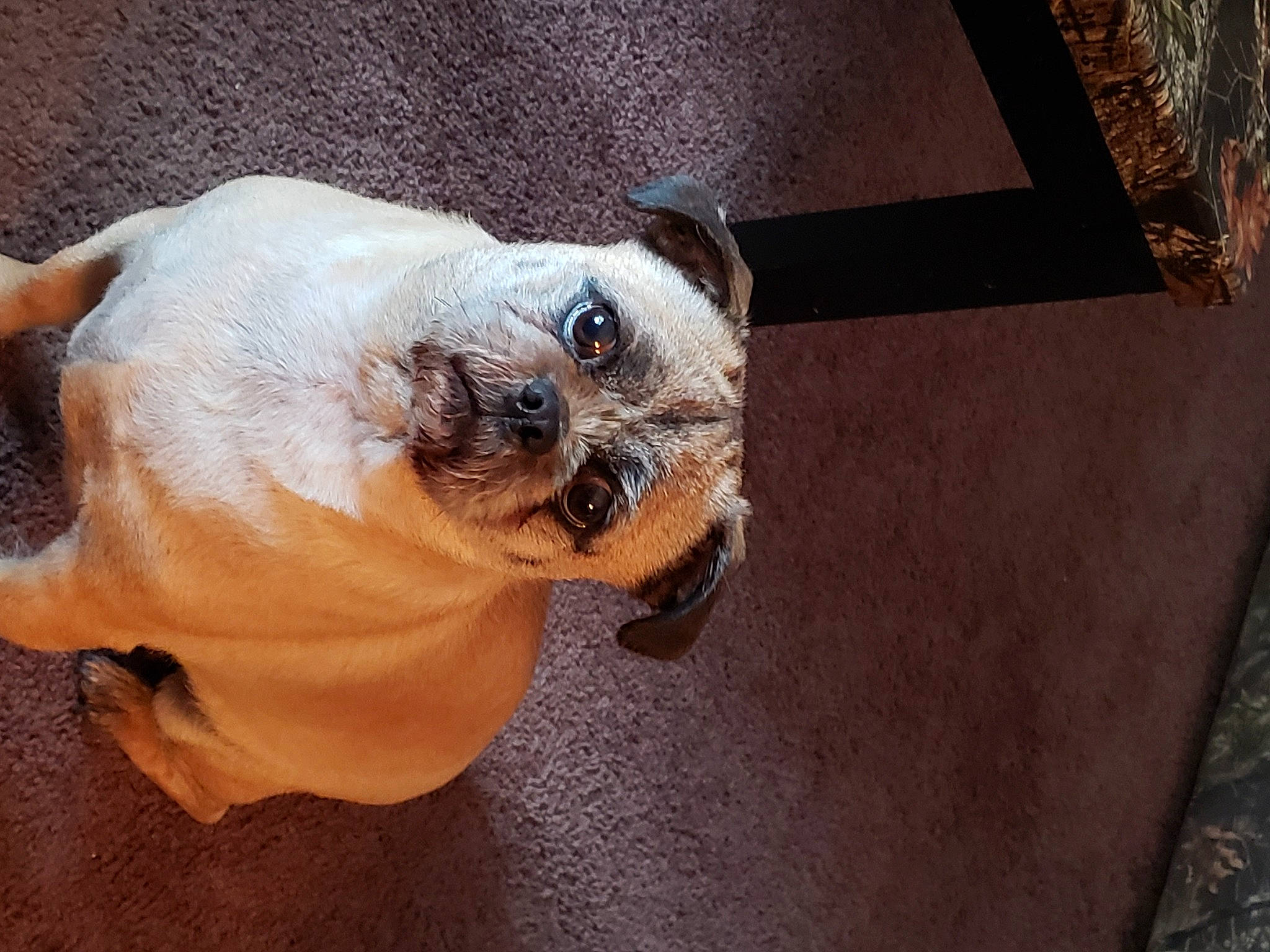 Brewtus joined the competition — help win amazing prizes! canidae, carnivore, companion_dog, dog, dog_breed, fawn, mammal, old_english_bulldog, pug, puppy, puppy_love, snout, toy_dog