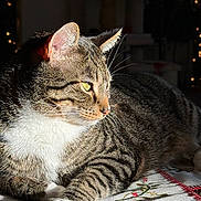 Maximus joined the competition — help win amazing prizes! cat, tabby, pet, animal, feline, whiskers, green_eyes, sunlight, indoor, tablecloth, embroidery, relaxed, closeup, paw, striped, domestic_cat, holiday_decor, cozy, resting, cute