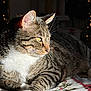 animal, cat, closeup, cozy, cute, domestic_cat, embroidery, feline, green_eyes, holiday_decor, indoor, paw, pet, relaxed, resting, striped, sunlight, tabby, tablecloth, whiskers