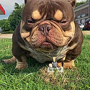 Pootie Tang is registered to the contest to win money with this photo: dog, bulldog, grass, outdoor, necklace, pet, animal, closeup, cute, brown, wrinkles, sunlight, collar, expression, portrait, summer, nature, yard, mammal, smallaccessory