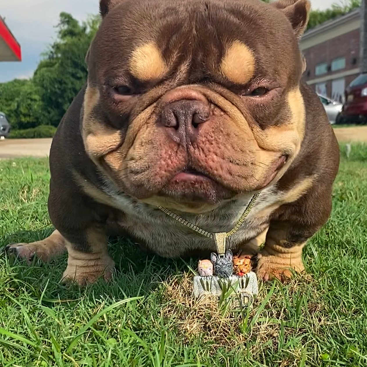 Pootie Tang is registered to the contest to win money with this photo: animal, brown, bulldog, closeup, collar, cute, dog, expression, grass, mammal, nature, necklace, outdoor, pet, portrait, smallaccessory, summer, sunlight, wrinkles, yard