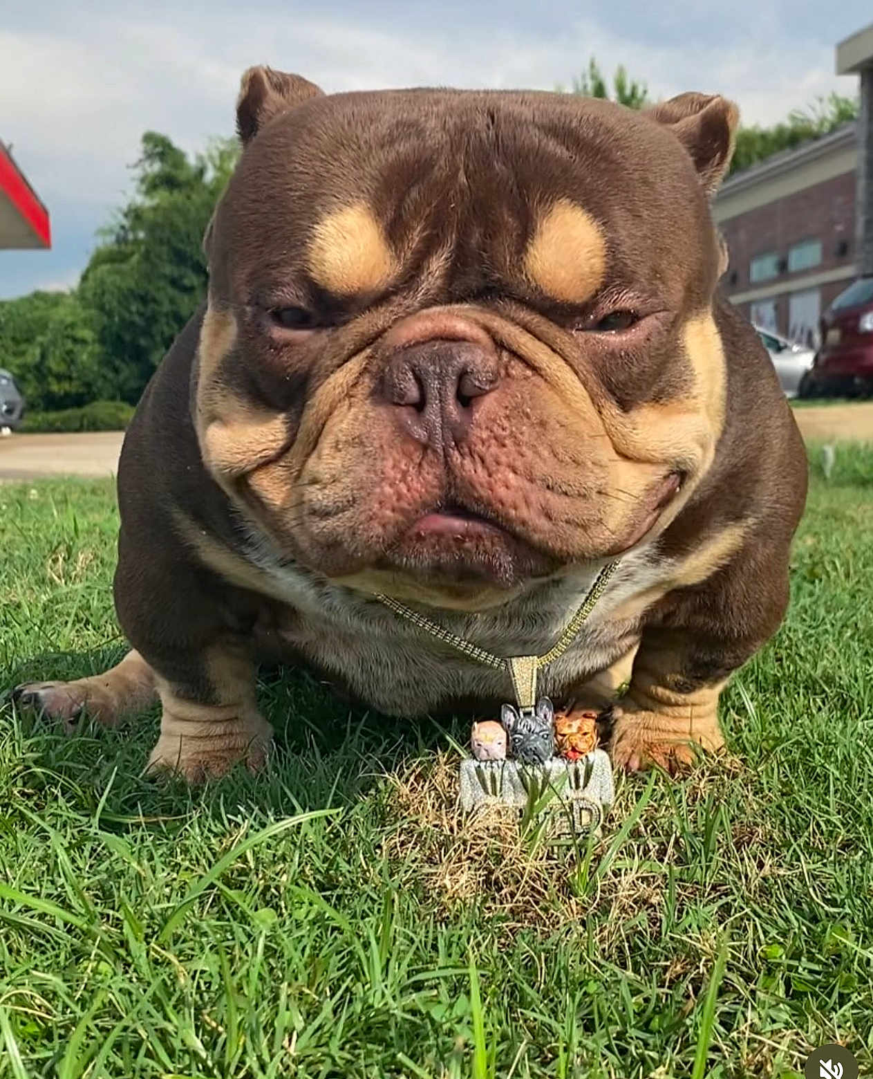 Pootie Tang is registered to the contest to win money with this photo: dog, bulldog, grass, outdoor, necklace, pet, animal, closeup, cute, brown, wrinkles, sunlight, collar, expression, portrait, summer, nature, yard, mammal, smallaccessory