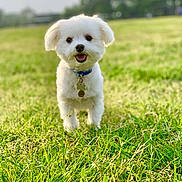Liam is registered to the contest to win money with this photo: dog, white_dog, grass, outdoor, pet, happy, smiling, collar, tag, field, nature, sunny, canine, cute, fluffy, walking, greenery, daylight, animal, park