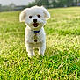dog, white_dog, grass, outdoor, pet, happy, smiling, collar, tag, field, nature, sunny, canine, cute, fluffy, walking, greenery, daylight, animal, park