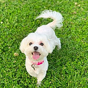Bella is registered to the contest to win money with this photo: dog, small_dog, white_dog, happy, tongue_out, pink_collar, grass, greenery, outdoor, pet, cute, fluffy_tail, animal, nature, playful, sunlight, summer, walking, friendly, companion