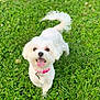 dog, small_dog, white_dog, happy, tongue_out, pink_collar, grass, greenery, outdoor, pet, cute, fluffy_tail, animal, nature, playful, sunlight, summer, walking, friendly, companion