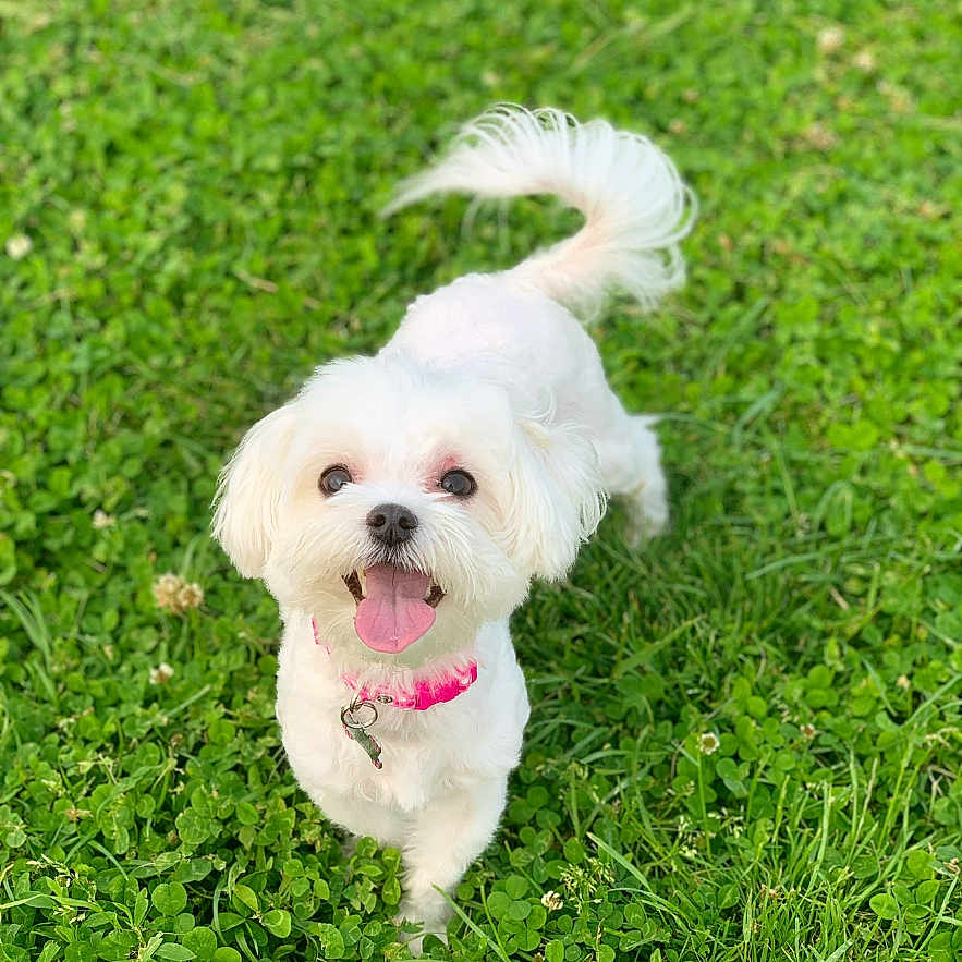 Bella