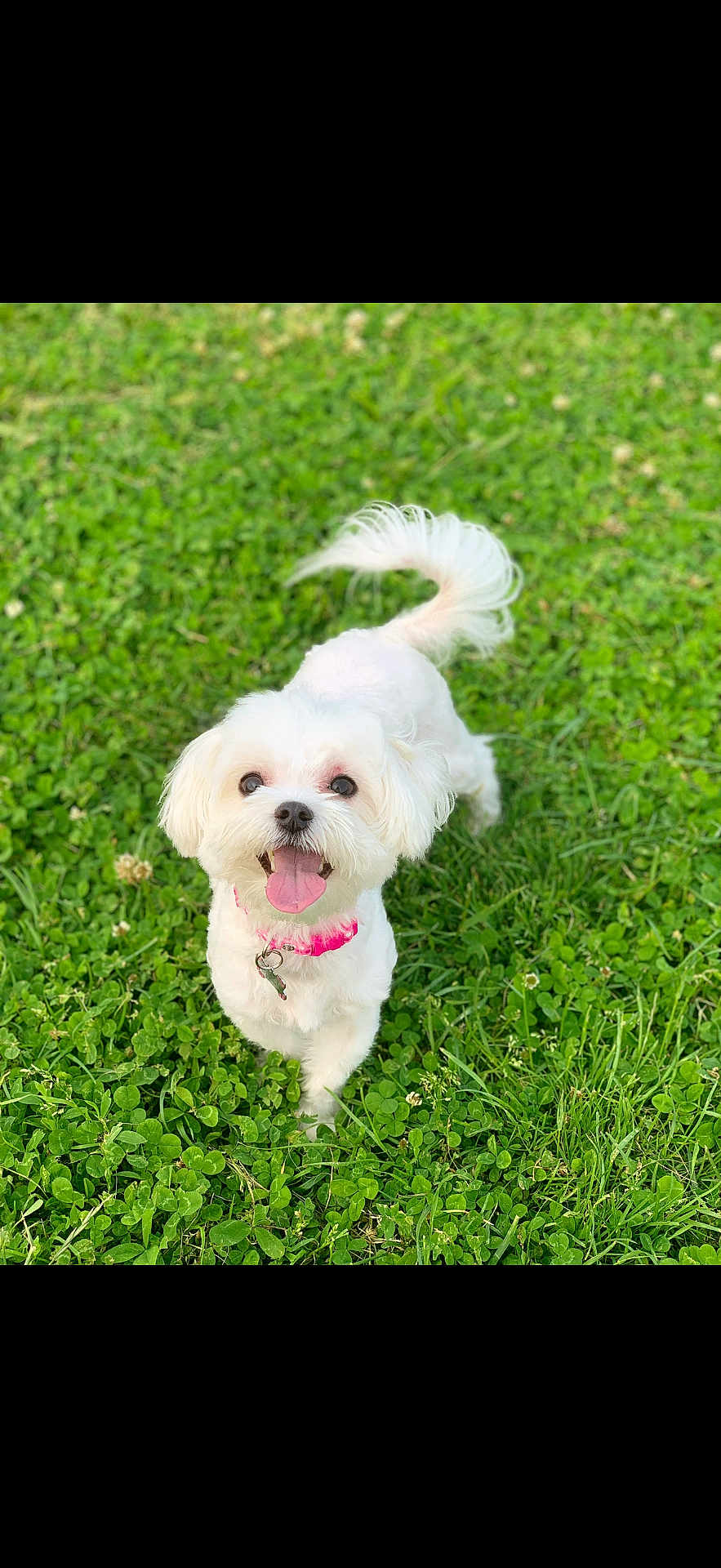Bella