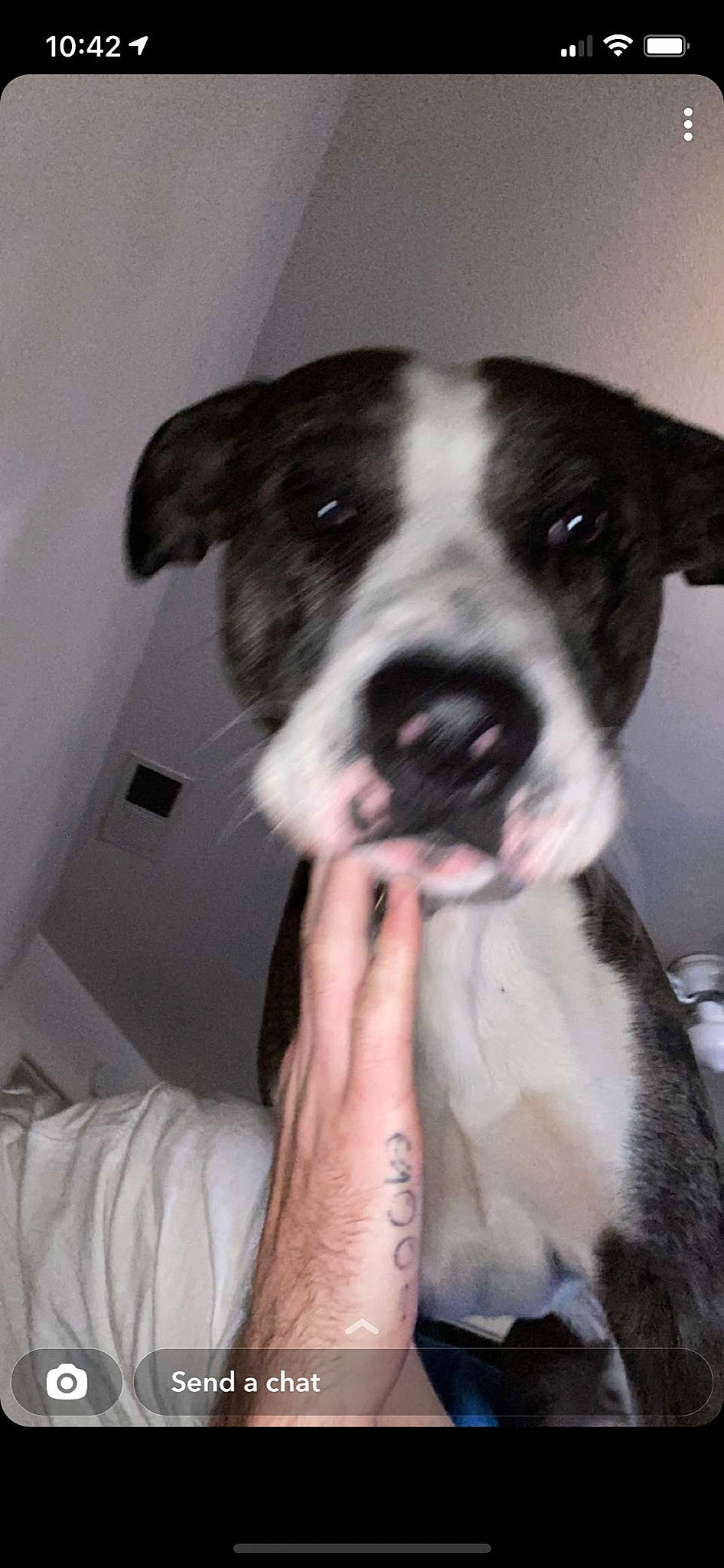 Pluto joined the competition — help win amazing prizes! bored, boston_terrier, canidae, carnivore, companion_dog, dog, dog_breed, fawn, fur, giant_dog_breed, molosser, non_sporting_group, puppy, puppy_love, sporting_group, whiskers, working_animal, working_dog