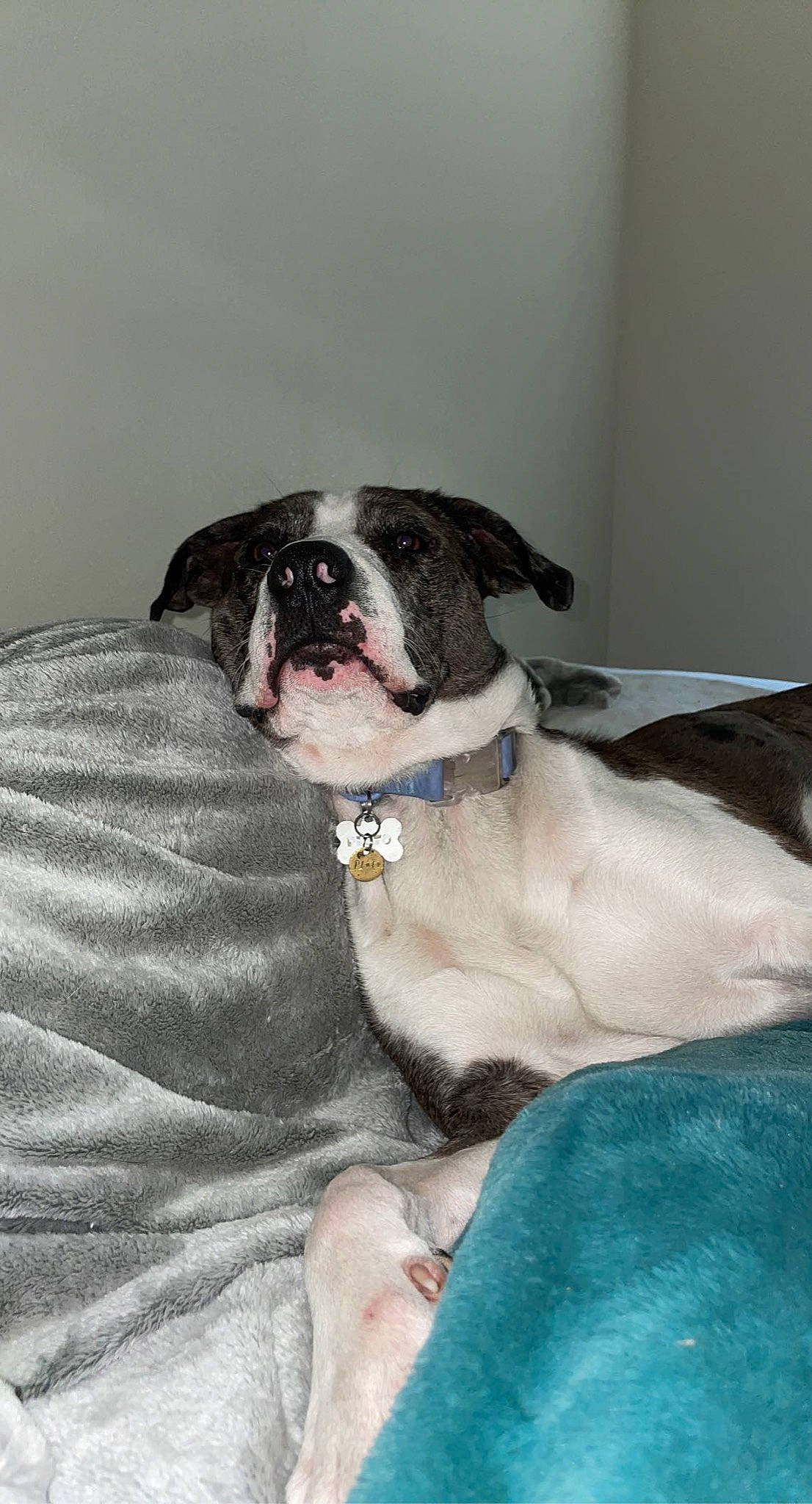 Pluto is registered to the contest to win money with this photo: boston_terrier, carnivore, collar, comfort, companion_dog, dog, dog_breed, fawn, fur, grey, liver, molosser, pug, puppy, whiskers, working_animal, working_dog