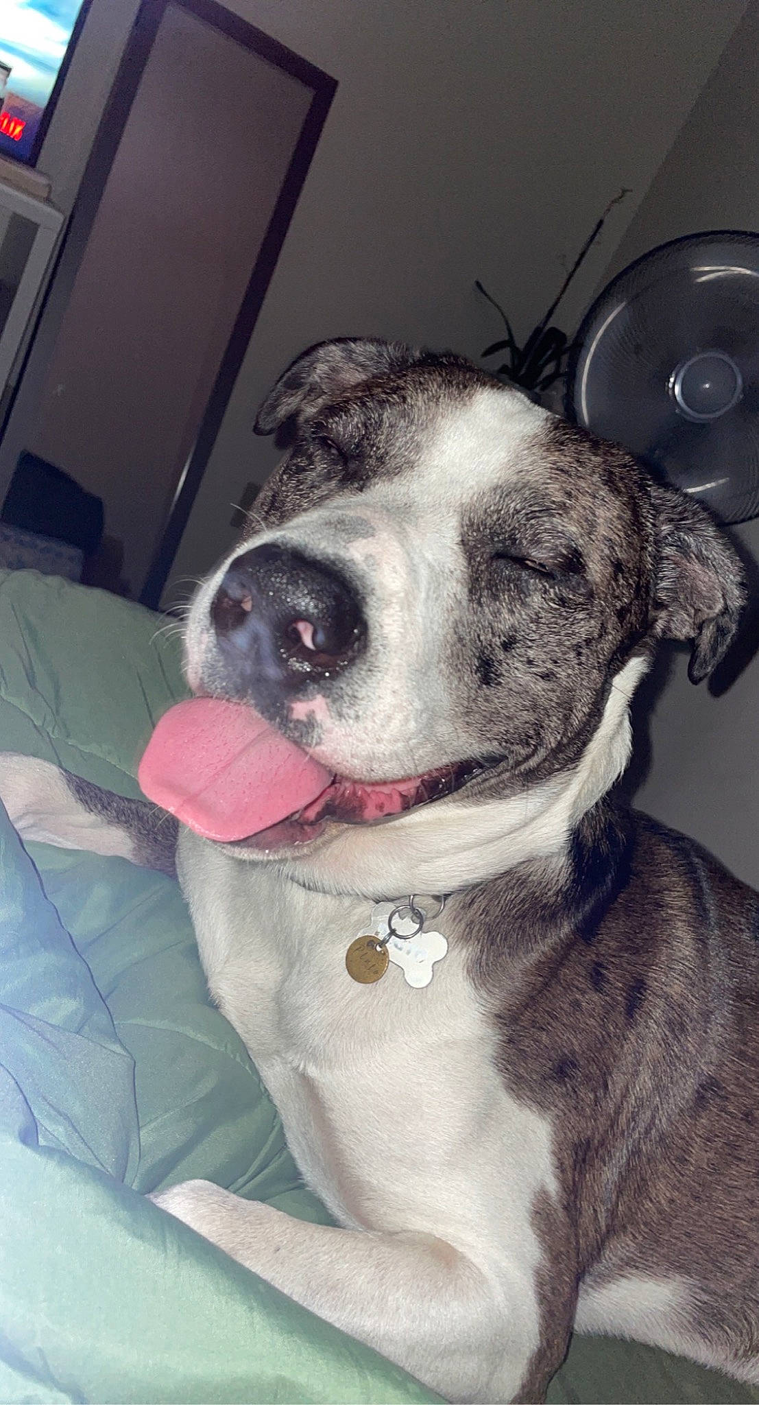 Pluto is registered to the contest to win money with this photo: canidae, carnivore, collar, companion_dog, dog, dog_breed, dog_collar, ear, fang, fawn, fur, home_appliance, jaw, leash, mechanical_fan, pet_supply, sporting_group, studio_monitor, whiskers, working_animal