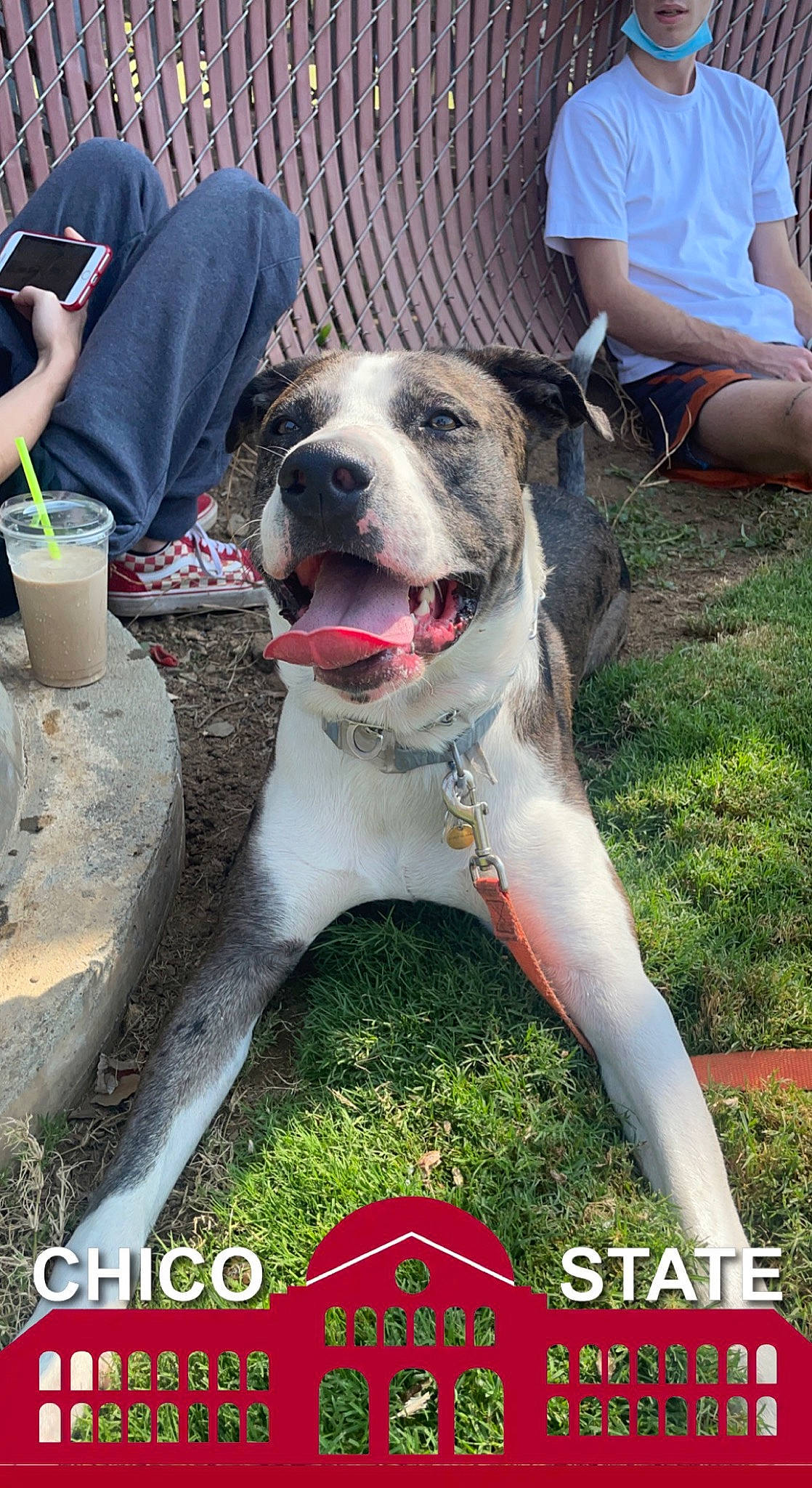 Pluto joined the competition — help win amazing prizes! carnivore, collar, companion_dog, cup, dog, dog_breed, dog_collar, fang, fawn, grass, guard_dog, molosser, photo_caption, plant, sporting_group, tableware, whiskers, window, working_dog, wrinkle