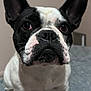 dog, french_bulldog, pet, black_and_white, close_up, ears, face, animal, canine, sitting, indoor, fur, whiskers, nose, eyes, portrait, cute, companion, domestic_animal, looking