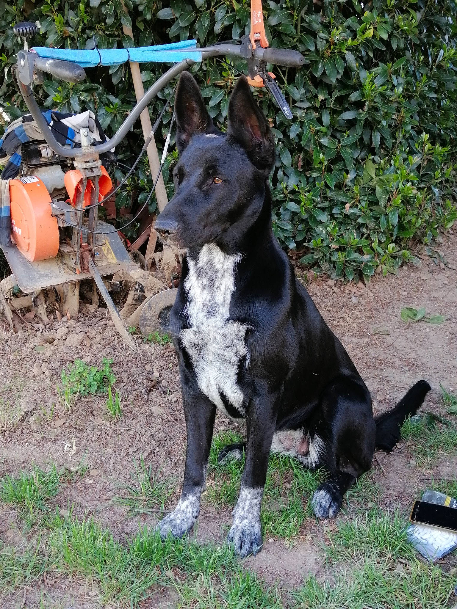 Chanel participe au concours pour gagner de l'argent avec cette photo : canidae, carnivore, dog, dog_breed, fawn, mammal, non_sporting_group, puppy, rare_breed_dog, snout, terrier, vertebrate